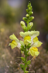 Close up of yellow snap dragon flower