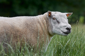 Close up of white flemish sheep