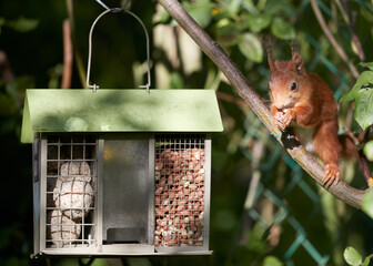 European squirrel next to bird feeder