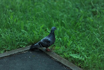 pigeon in the park animals nature closeup forest grass green bird dove wings gray