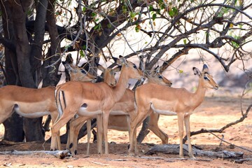 Female impalas standing under a tree, Chobe NP