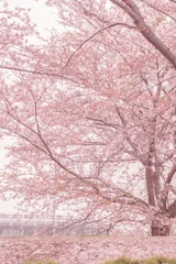 Fotobehang 府中市スタジアム通りの桜 © kanzilyou