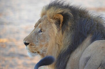 Portrait of a male lion at Chobe NP, Botswana