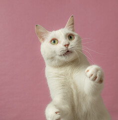 手をあげる、かわいい白猫　ピンク背景