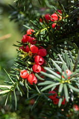 Taxus baccata European yew is conifer shrub with poisonous and bitter red ripened berry fruits,...