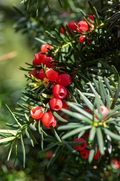 Taxus baccata European yew is conifer shrub with poisonous and bitter red ripened berry fruits, green needles