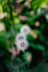 Flora Poland  © Rafal Kopec Photo 