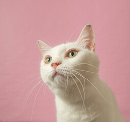 かわいい白猫　ピンク背景