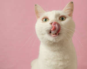 舌をだす、かわいい白猫　ピンク背景