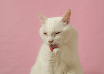 毛づくろいする、かわいい白猫　ピンク背景