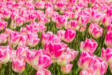 Close up of many pink tulips in Noordoostpolder, Netherlands