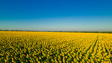 sunflower seed field top view