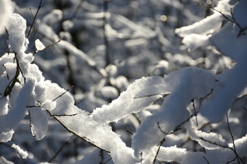 A spruce branch on a sunny winter day with a blurry background. Background image