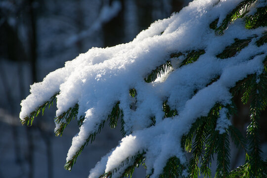 A spruce branch on a sunny winter day with a blurry background. Background image