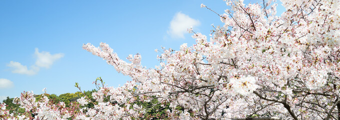 満開の桜の花　青空背景