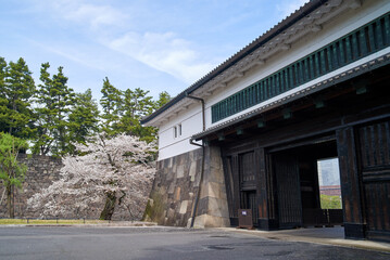 春の桜田門と桜