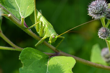grasshopper on a leaf