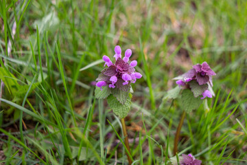 young shoots of blackhead in the grass