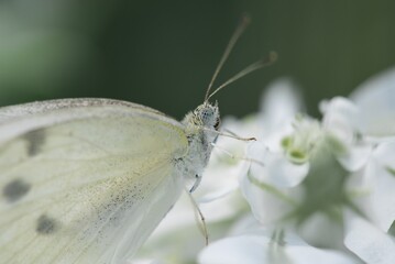 butterfly on a flower