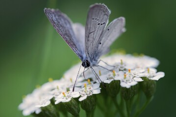 butterfly on a flower
