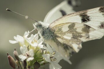 butterfly on a flower