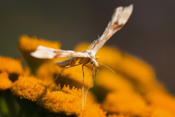 butterfly on a flower