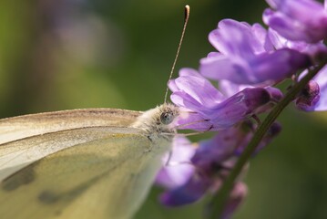 butterfly on flower