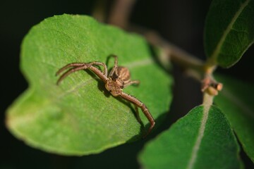 spider on a leaf