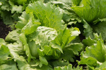 a lot of iceberg lettuce grows in the garden, one head, close-up