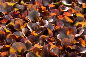 Fototapeta premium texture of red lettuce leaves, close-up, greenhouse cultivation of vegetables, flat lay
