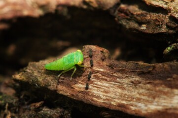 bug on a leaf