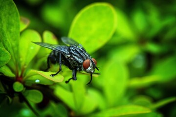 fly on green leaf
