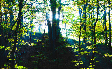 Obraz premium Bright white sunlight flooding through a lush green forest.