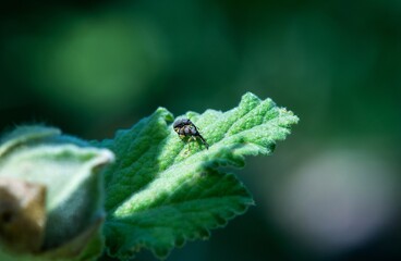 bug on a leaf