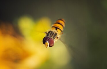 fly on a yellow flower