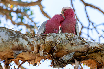 A galah, Eolophus roseicapillus, preening its partner on the neck,  showing affection while...