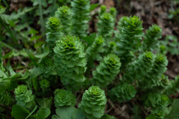 Young shoots of lilies grow in the garden