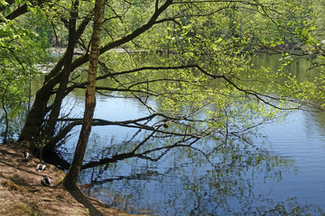 Jacobiweiher bei Frankfurt