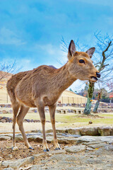奈良公園の鹿
Deer in Nara Park,Japan