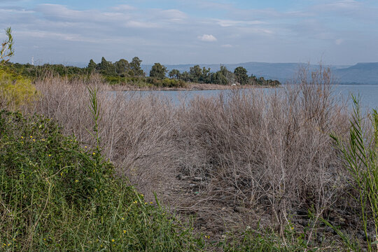 View of the Sea of Galilee and the Golan Heights in the east as seen from the trail along the western coast of the lake, Lake Kinneret, Galilee, Israel