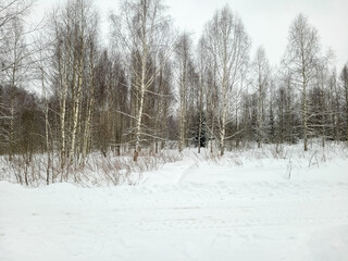 Birches in a winter forest covered with snow