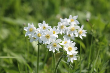 A group of white anemones in a field