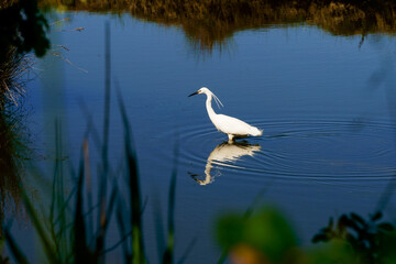 Aigrette garzette blanche et son reflet dans un étang