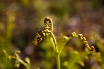 fern waking up to life