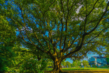 井の頭恩賜公園の大木