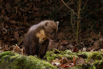 Naklejka premium The Pine marten is an animal that lives in dense forests 
