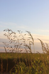 Naklejka premium wheat field at sunset