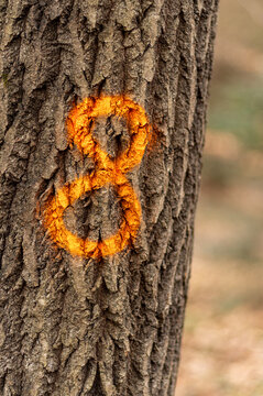 drzewo oznaczone do ścięcia z liczbą 8