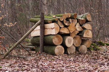 stos pociętego drewna w lesie