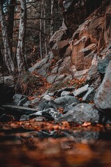 close up shot of autumn landscape orange leaves troodos mountains cyprus